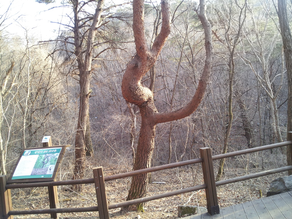 나무친구들 이미지