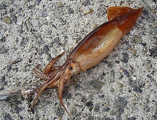 11013F434DE2FB4530A3E6