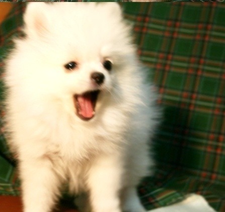 솜사탕 이미지