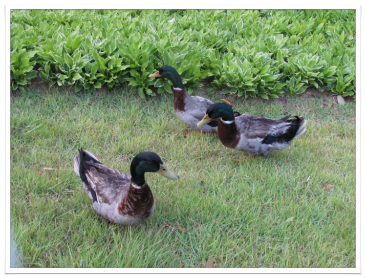오리이야기 이미지