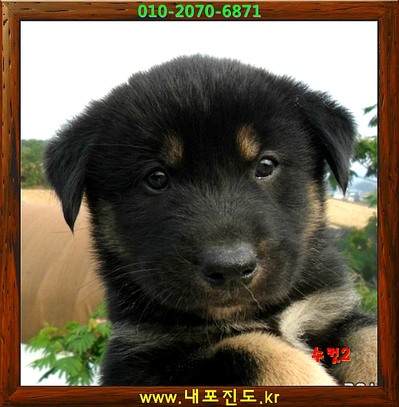수컷 이미지