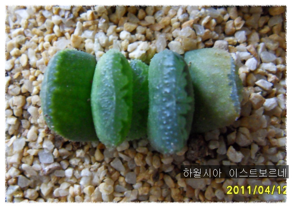 카페오레 이미지