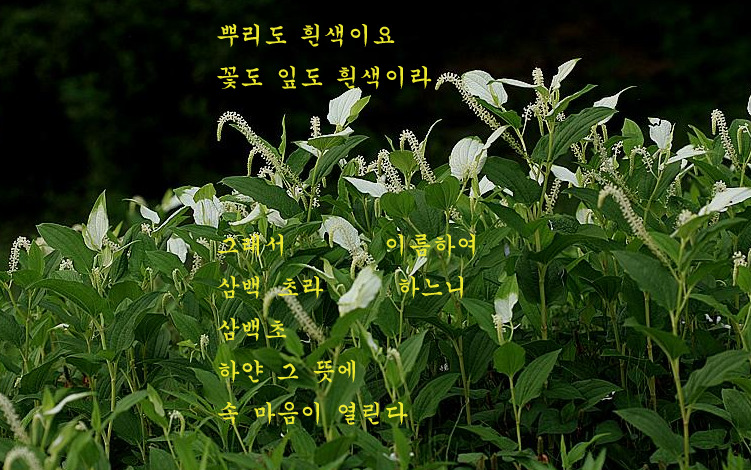희로 이미지