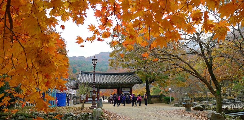 순천만 숲6 이미지