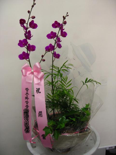 영주꽃배달 이미지