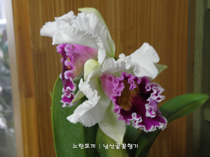카틀레야 이미지