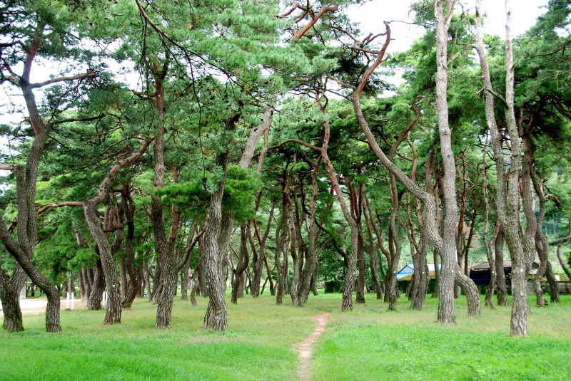 송림(松林) 이미지