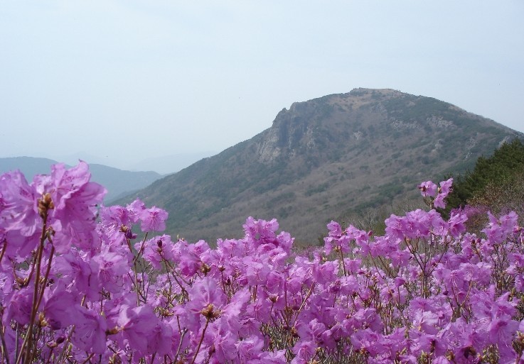 비슬산 이미지