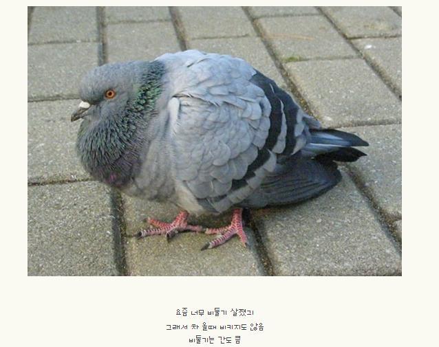 불호 100%에 도전하는 조류.jpg | 인스티즈