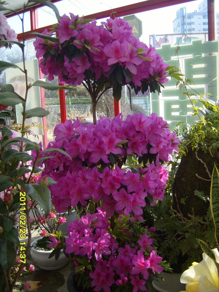 ４－H화원 이미지