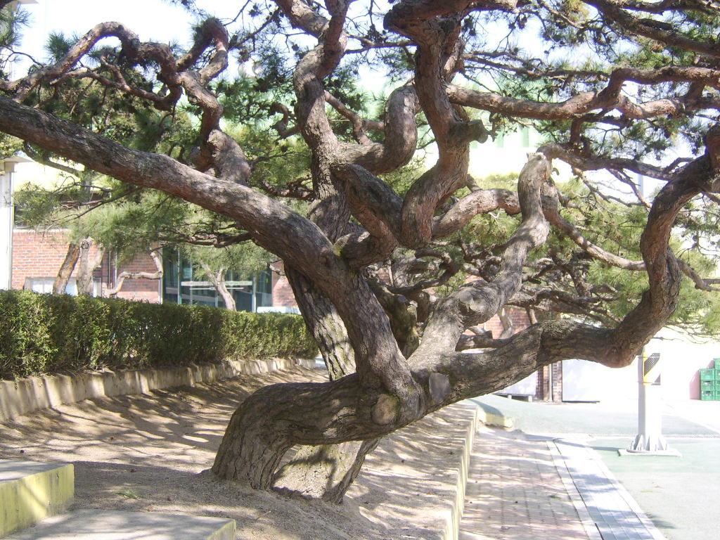 양지초등학교 이미지