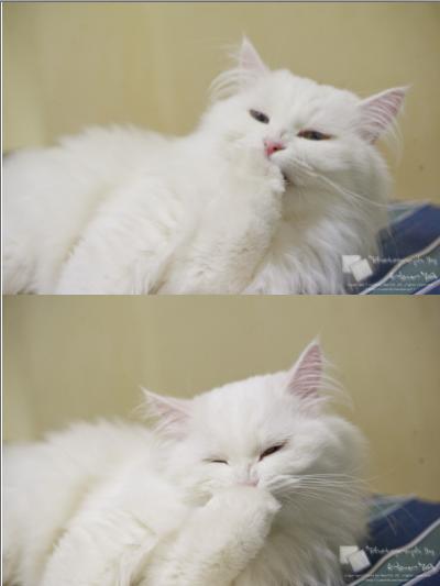 해어랑 이미지
