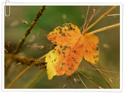 2033D63B5093FEAA0D510F