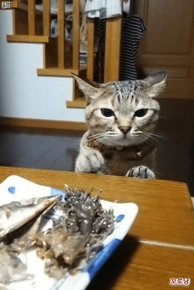 먹고싶은 고양이 | 인스티즈