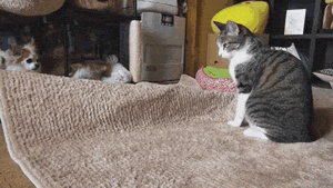 귀여움주의 | 인스티즈