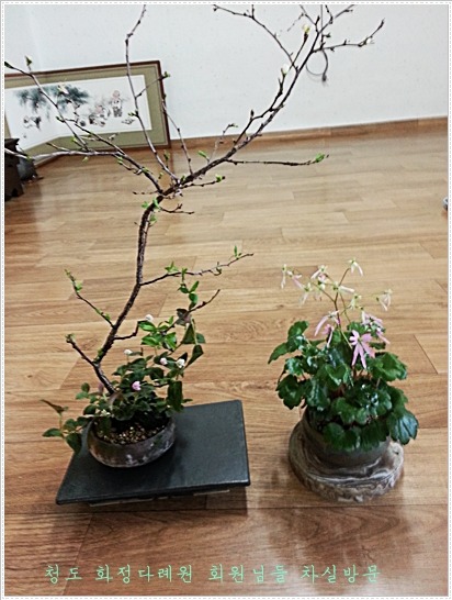 회원다실 이미지