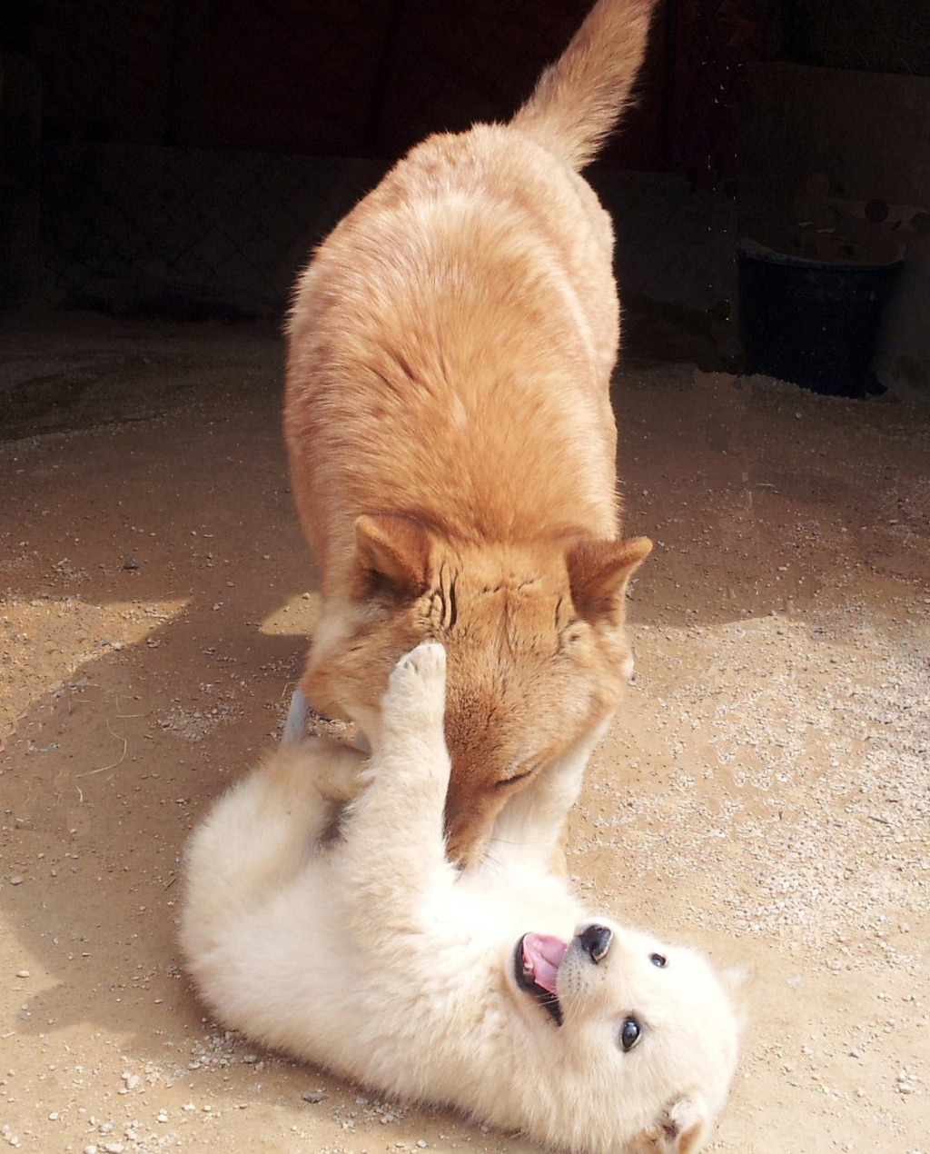 복실이 이미지