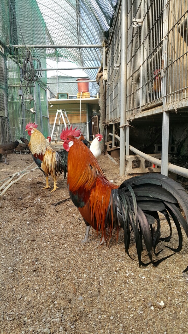 피닉스 이미지