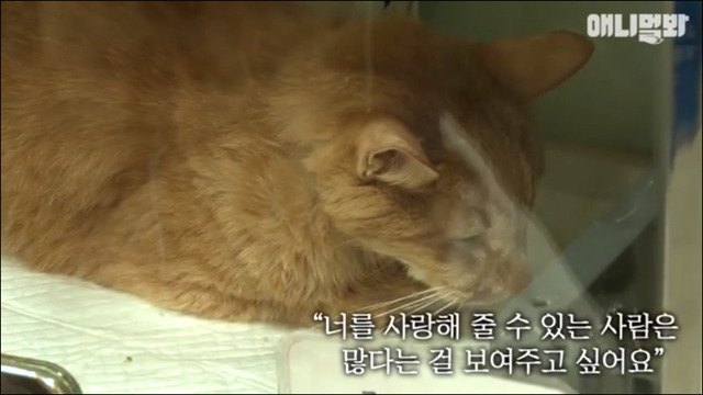 거식증 걸린 고양이 준팔이 그후 | 인스티즈