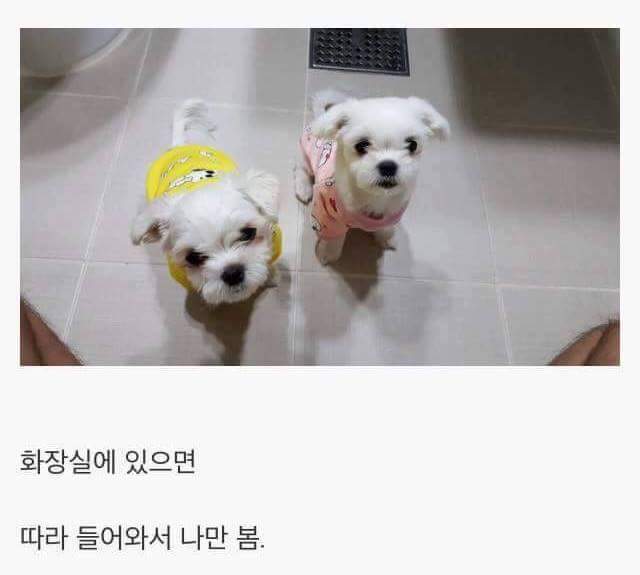 강아지를 키우면 생기는일.jpg | 인스티즈