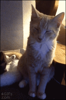 졸려서 안되겠다 .GIF | 인스티즈