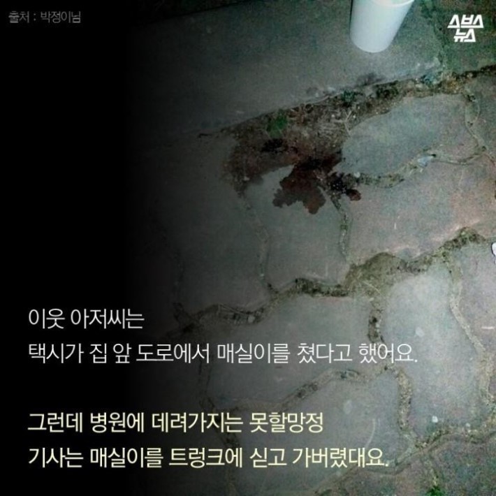 가족같은 강아지의 죽음 | 인스티즈