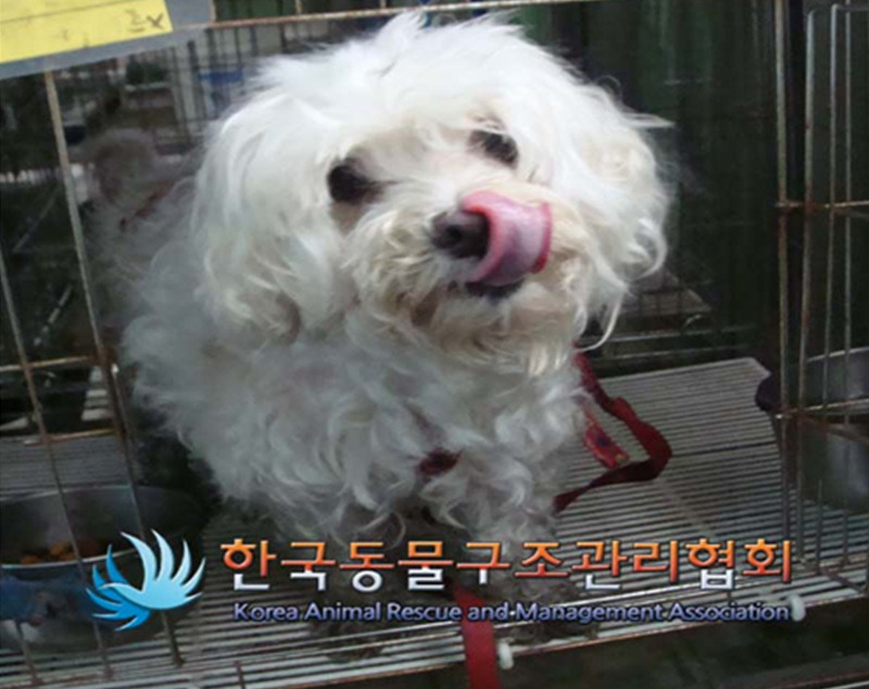 백설세탁소 이미지