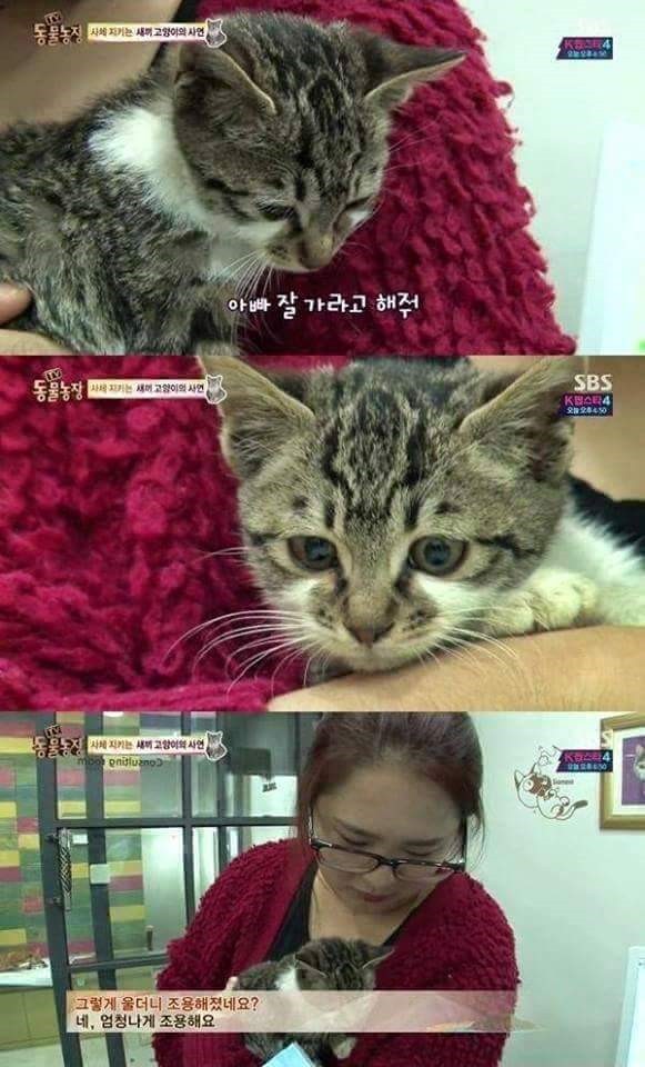 아빠 고양이를 보내는 아기 고양이 (눈물주의) | 인스티즈