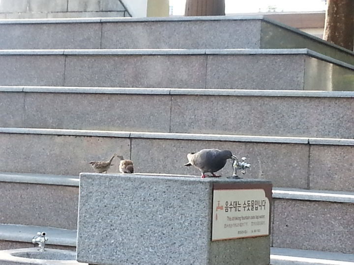 야외 음수대 못쓰는 이유.jpg (비둘기주의) | 인스티즈