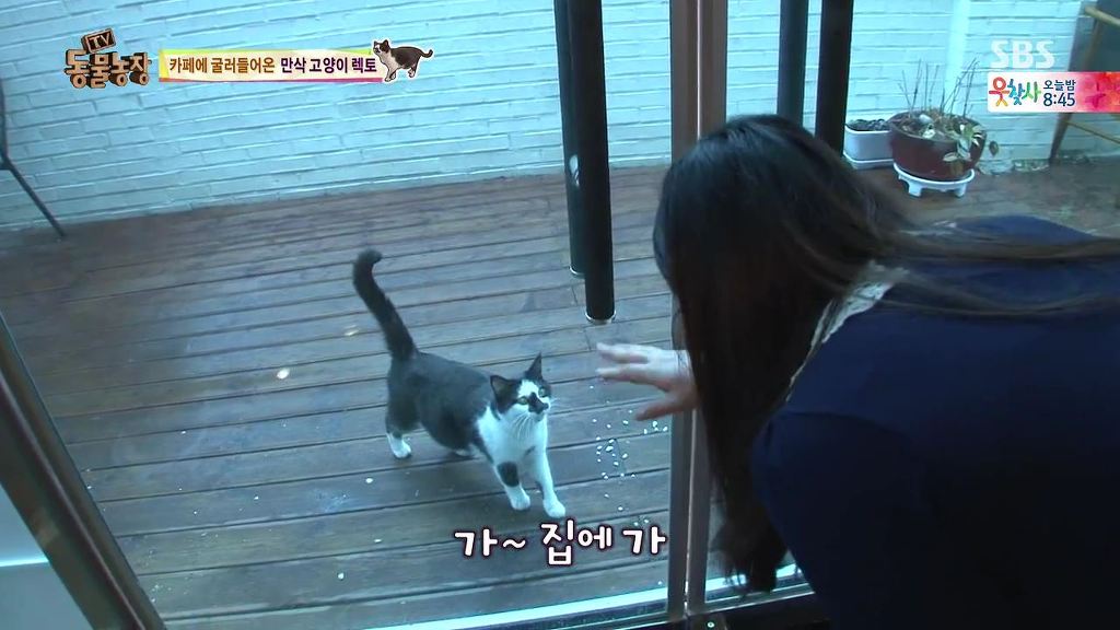동물농장 [카페에굴러들어온고양이렉토] | 인스티즈