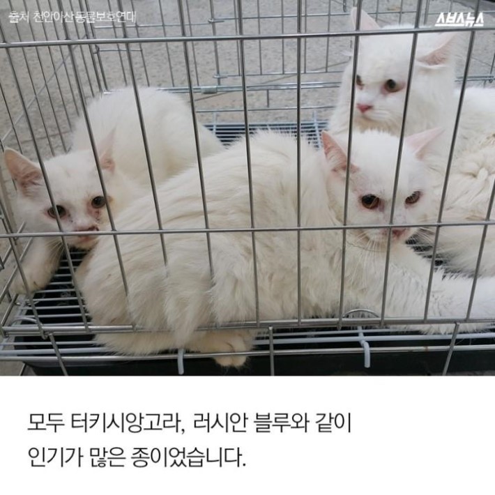 버려진 고양이 40마리 | 인스티즈