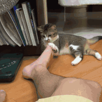 고장난 고양이.gif | 인스티즈