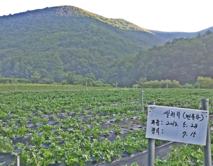 당조 이미지