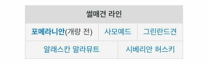 포메라니안이 는 이유 | 인스티즈