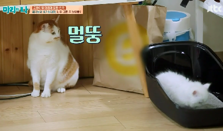 [마리와나] 뚱보냥 호동이 다이어트 시키기 (feat.먼지) | 인스티즈