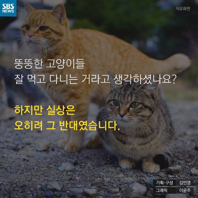 길 고양이가 뚱뚱한 이유..jpg | 인스티즈