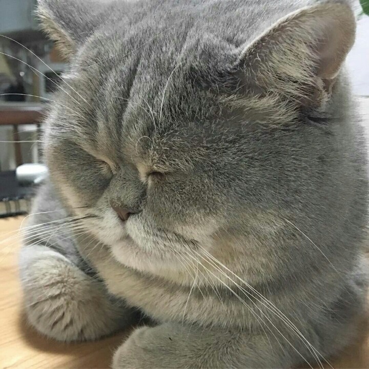 고양이 솜방망이 모음.jpg | 인스티즈