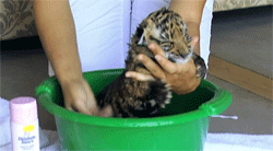 호랑이 목욕시키기.GIF | 인스티즈