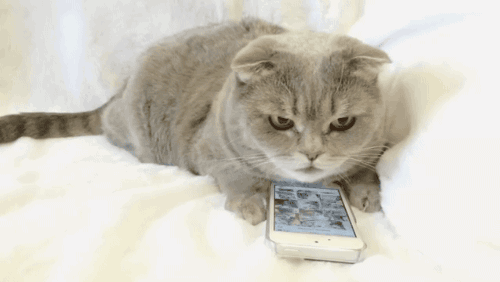 스마트폰 다룰 줄 아는 냥이.gif | 인스티즈