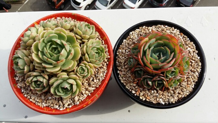 바디스 이미지