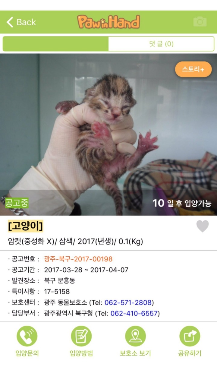 아기길냥이 구조를 함부로 하면 안되는 이유 | 인스티즈