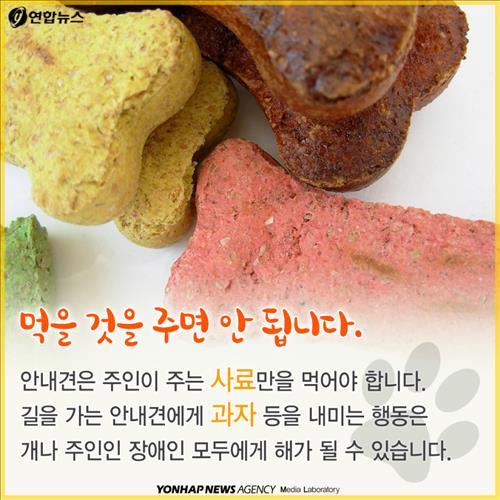 시각장애인 안내견을 대하는 에티켓 | 인스티즈