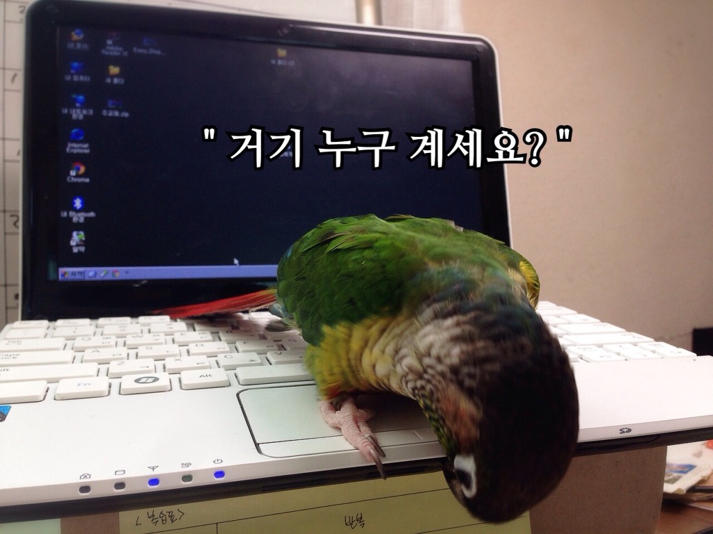피카 이미지