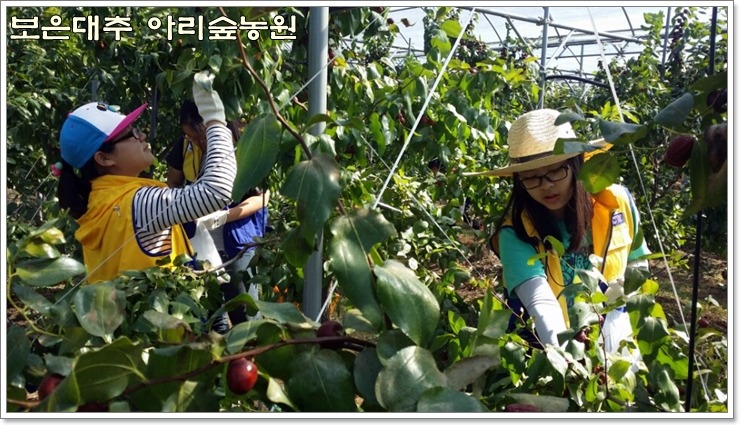 보은대추아리숲농원 이미지