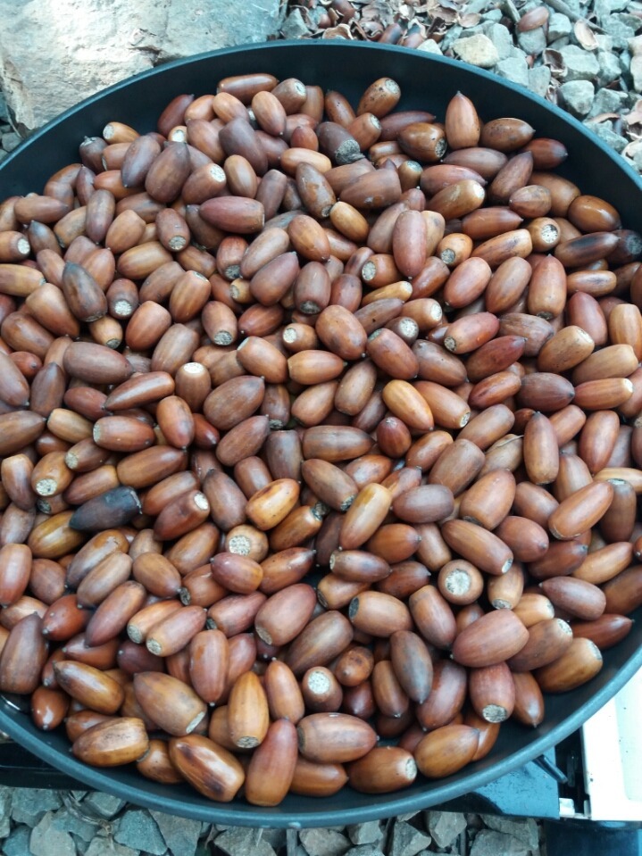 왕도토리 이미지