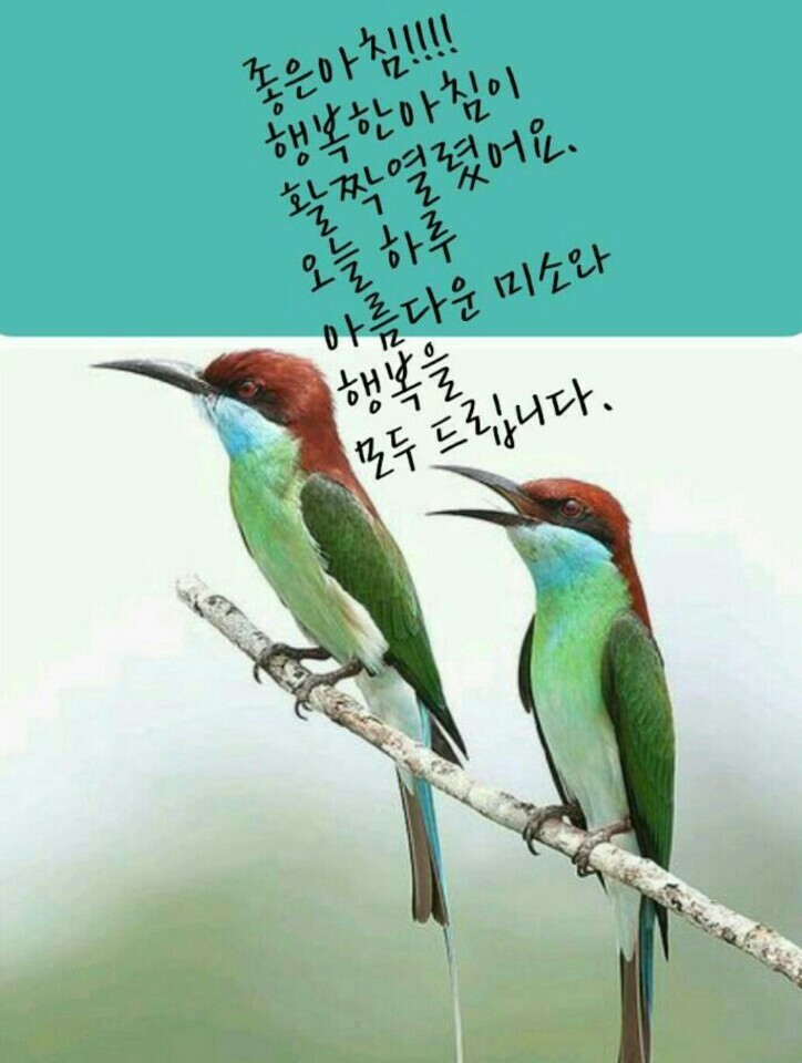 유영자 이미지