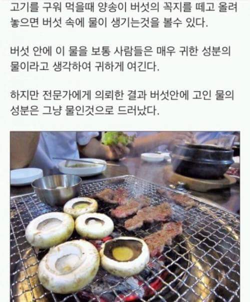 양송이 버섯안에 생기는 물은 무엇일까 | 인스티즈