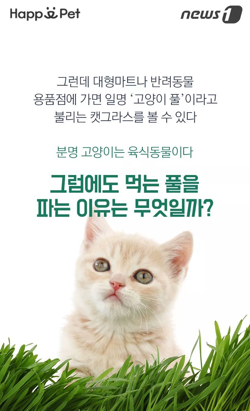 고양이가 풀을 먹는 이유 | 인스티즈