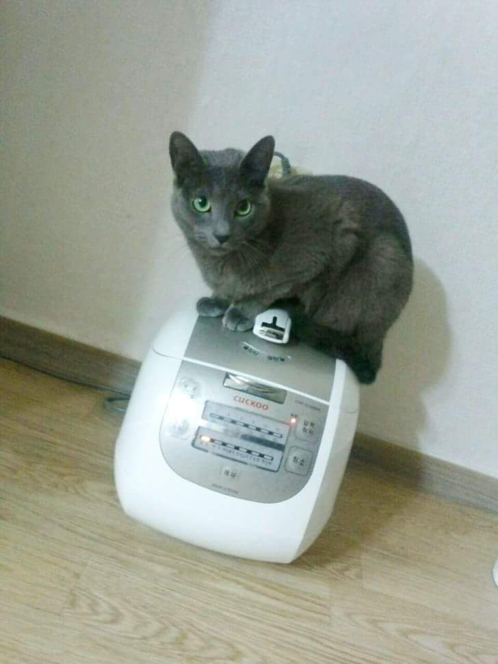 따뜻한 곳을 좋아하는 고양이 | 인스티즈