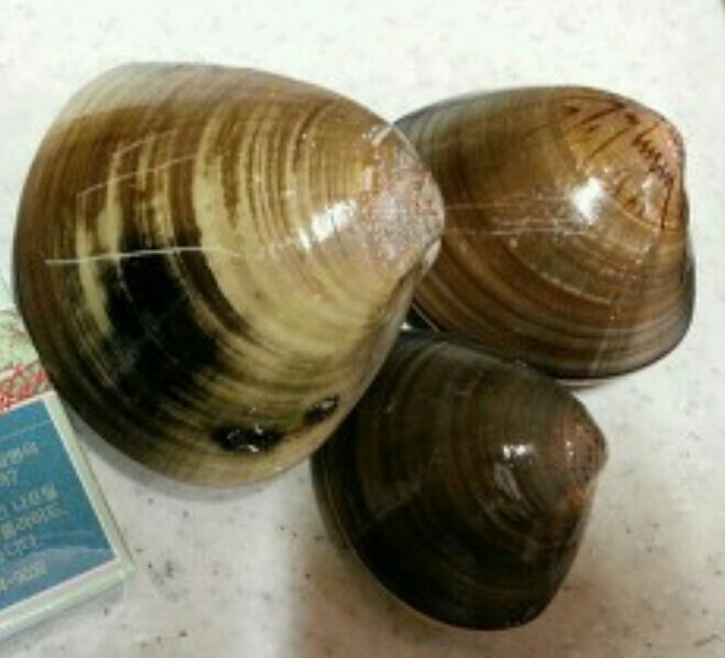 백합 이미지
